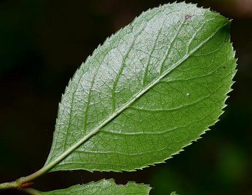 Viburnum_rufidulum_leaf2.jpg