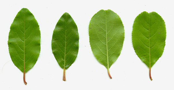 Viburnum_rufidulum_leaves.jpg