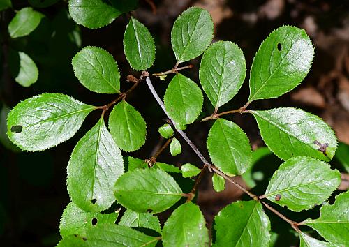 Viburnum_rufidulum_leaves1.jpg