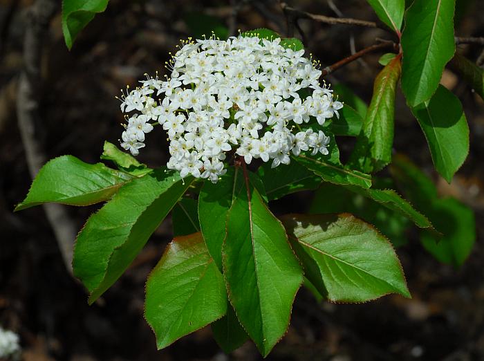 Viburnum_rufidulum_plant.jpg