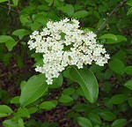 Viburnum rufidulum thumbnail