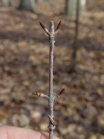 Viburnum_rufidulum_twig.jpg