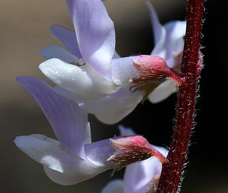 Vicia_caroliniana_calyces.jpg