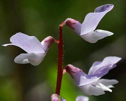 Vicia_caroliniana_flowers.jpg