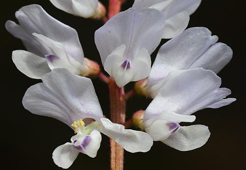 Vicia_caroliniana_flowers2.jpg