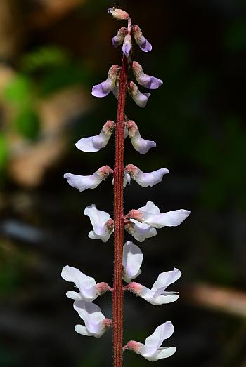 Vicia_caroliniana_inflorescence.jpg