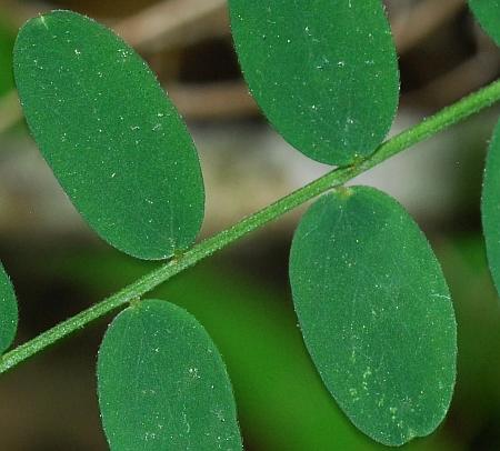 Vicia_caroliniana_leaflets1.jpg