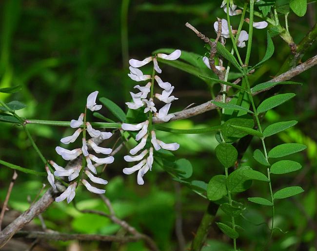 Vicia_caroliniana_plant.jpg