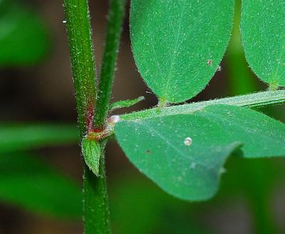 Vicia_caroliniana_stipule.jpg