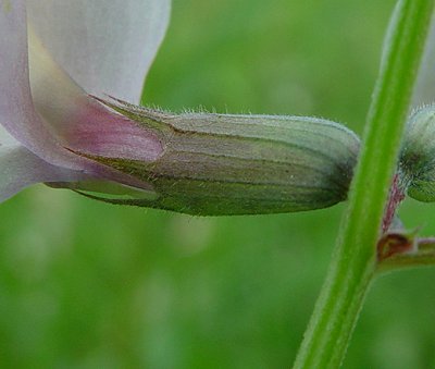 Vicia_grandiflora_calyx.jpg