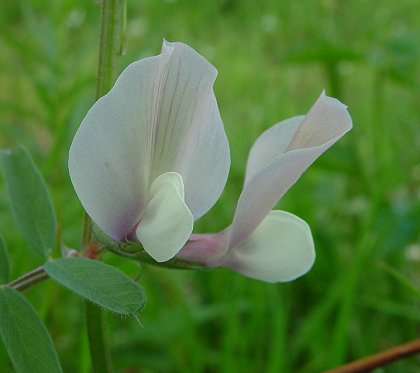 Vicia_grandiflora_flowers.jpg