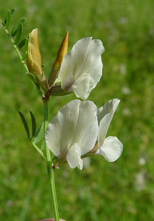 Vicia_grandiflora_inflorescence.jpg