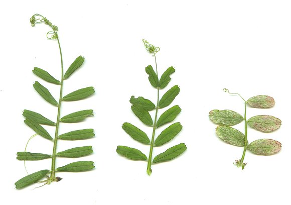 Vicia_grandiflora_leaves.jpg