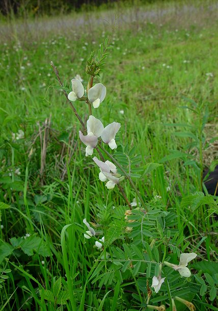 Vicia_grandiflora_plant.jpg