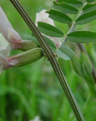 Vicia_grandiflora_stem.jpg