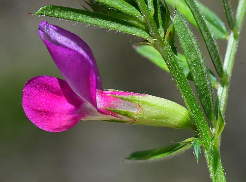 Vicia_sativa_calyx.jpg