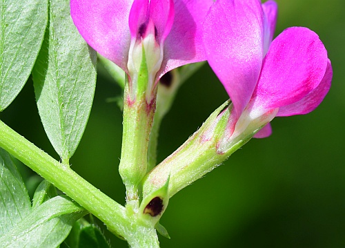 Vicia_sativa_calyx2.jpg