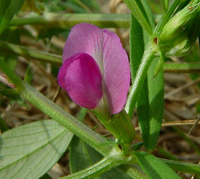 Vicia_sativa_flower.jpg