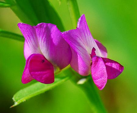 Vicia_sativa_flowers.jpg