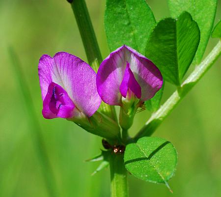 Vicia_sativa_flowers2.jpg