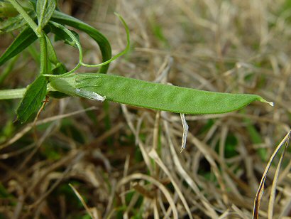 Vicia_sativa_fruit.jpg