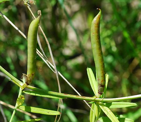 Vicia_sativa_fruits.jpg