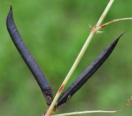 Vicia_sativa_fruits2.jpg