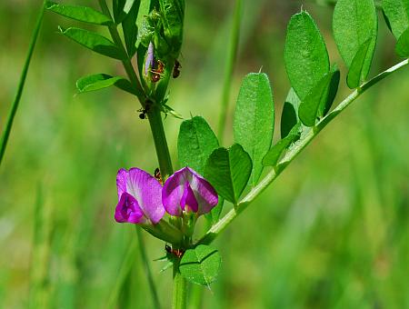 Vicia_sativa_inflorescence.jpg