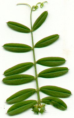 Vicia_sativa_leaf.jpg