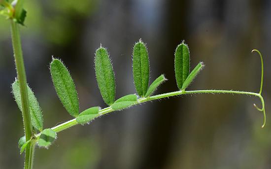 Vicia_sativa_leaf1.jpg