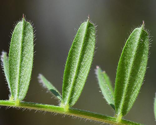 Vicia_sativa_leaflet2.jpg