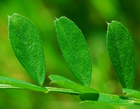 Vicia_sativa_leaflets1.jpg