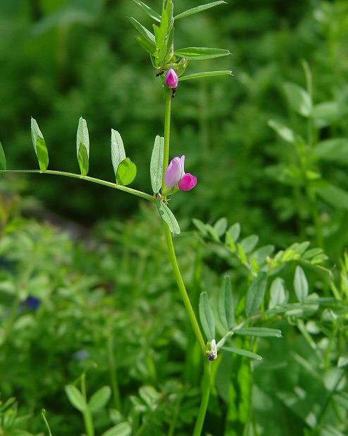 Vicia_sativa_plant.jpg