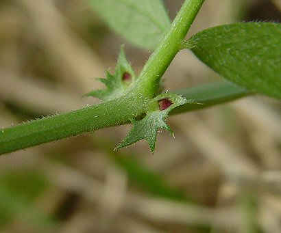 Vicia_sativa_stipule.jpg