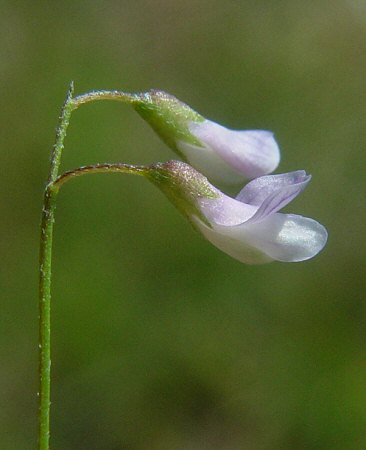 Vicia_tetrasperma_calyx.jpg