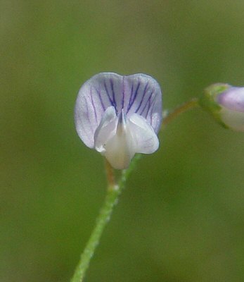 Vicia_tetrasperma_flower.jpg