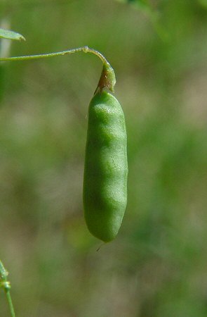 Vicia_tetrasperma_fruit.jpg