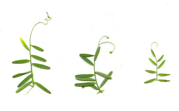 Vicia_tetrasperma_leaves.jpg