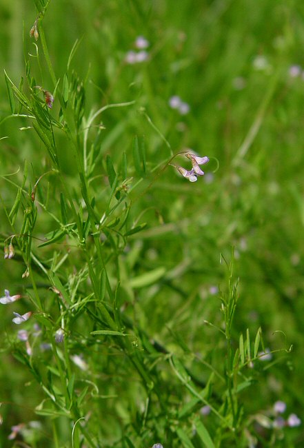 Vicia_tetrasperma_plant.jpg