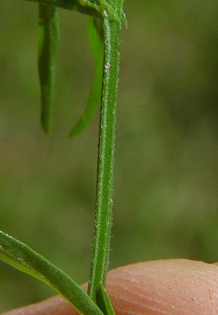 Vicia_tetrasperma_stem.jpg