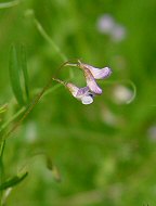 Vicia tetrasperma thumbnail