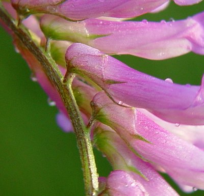 Vicia_villosa_ssp_varia_calyx.jpg