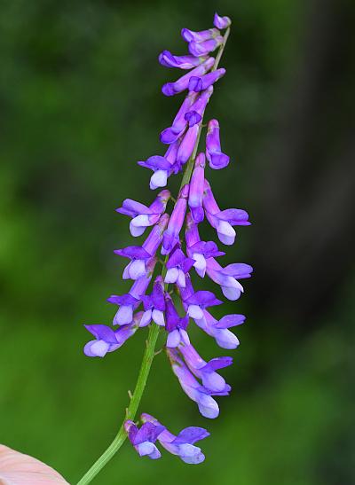 Vicia_villosa_ssp_varia_inflorescence.jpg