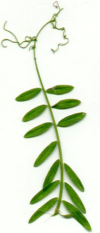 Vicia_villosa_ssp_varia_leaf.jpg
