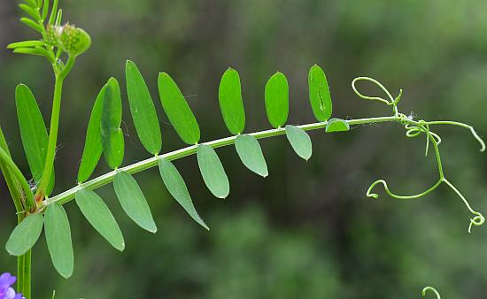 Vicia_villosa_ssp_varia_leaf1.jpg