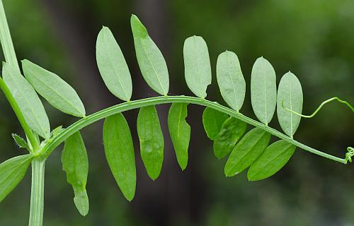 Vicia_villosa_ssp_varia_leaf2.jpg