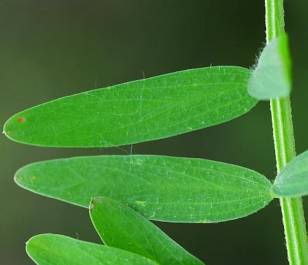 Vicia_villosa_ssp_varia_leaflets1.jpg