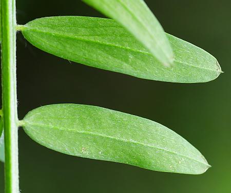 Vicia_villosa_ssp_varia_leaflets2.jpg