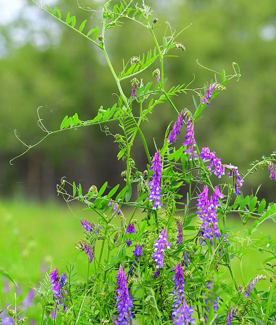 Vicia_villosa_ssp_varia_plant.jpg