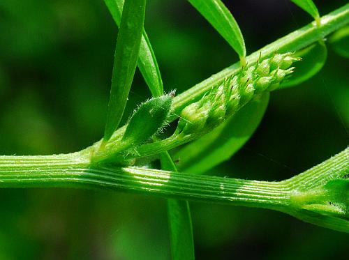 Vicia_villosa_ssp_varia_stem.jpg